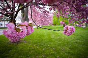 Pink Trees